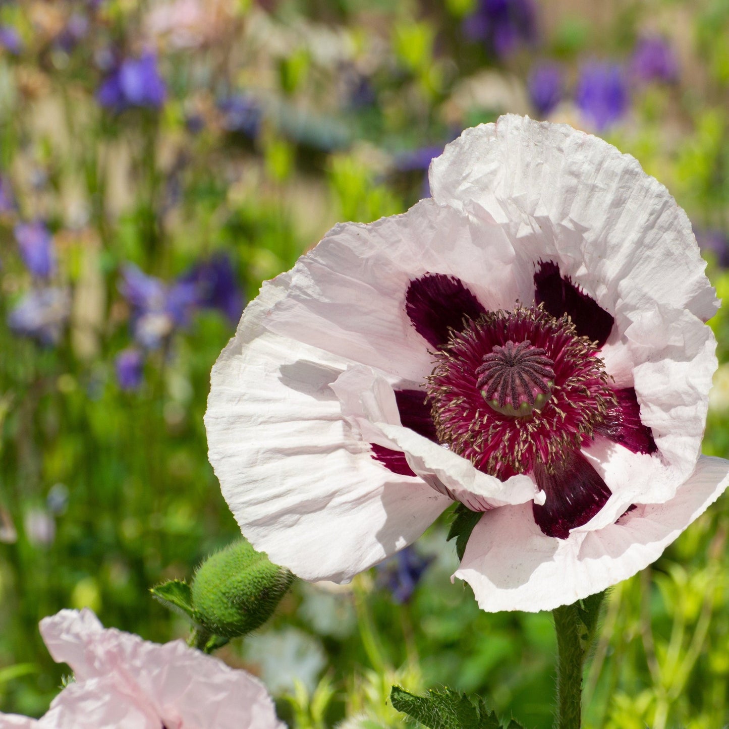 Poppy - Royal Wedding 1L