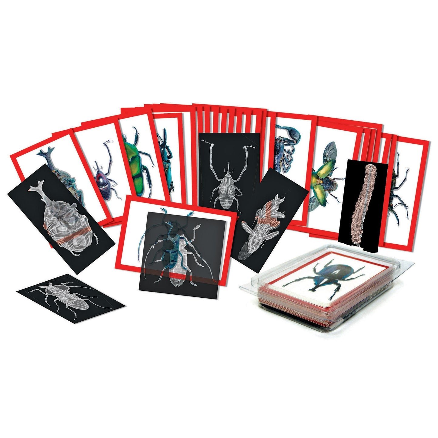 Roylco Insect Xrays and Picture Cards 4-inch x 6-inch Learning Cards for Kids
