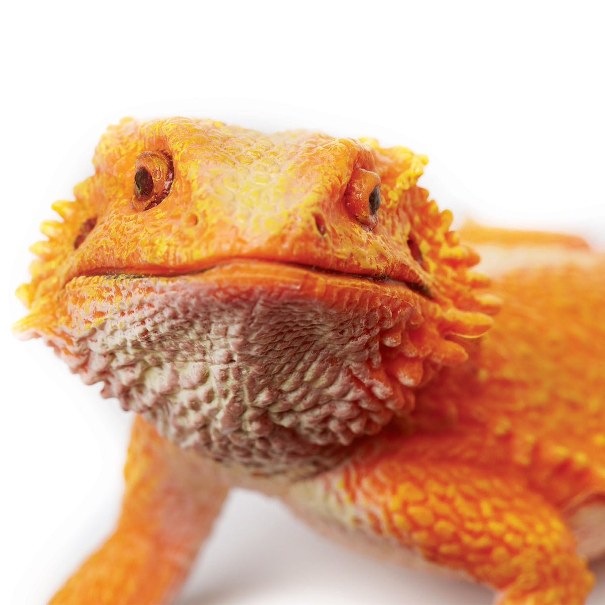 Safari Ltd. Bearded Dragon Figurine – 8.5-inch Lifelike Plastic Model for Kids 18M+