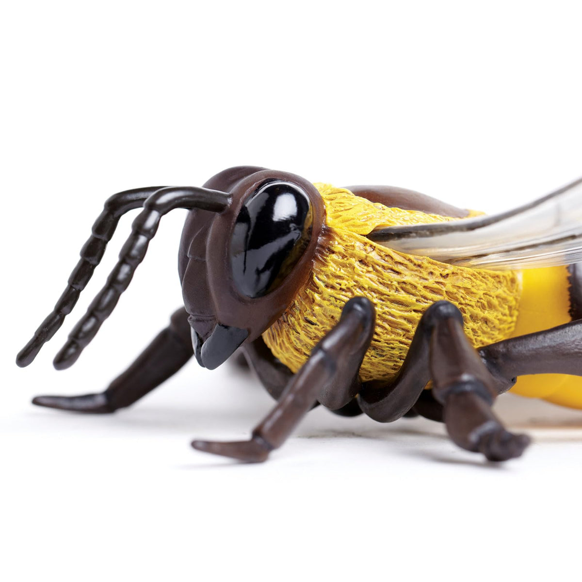 Safari Ltd. Honey Bee Figurine – Realistic 5.5-inch Model for Kids 3+ | Educational Toy