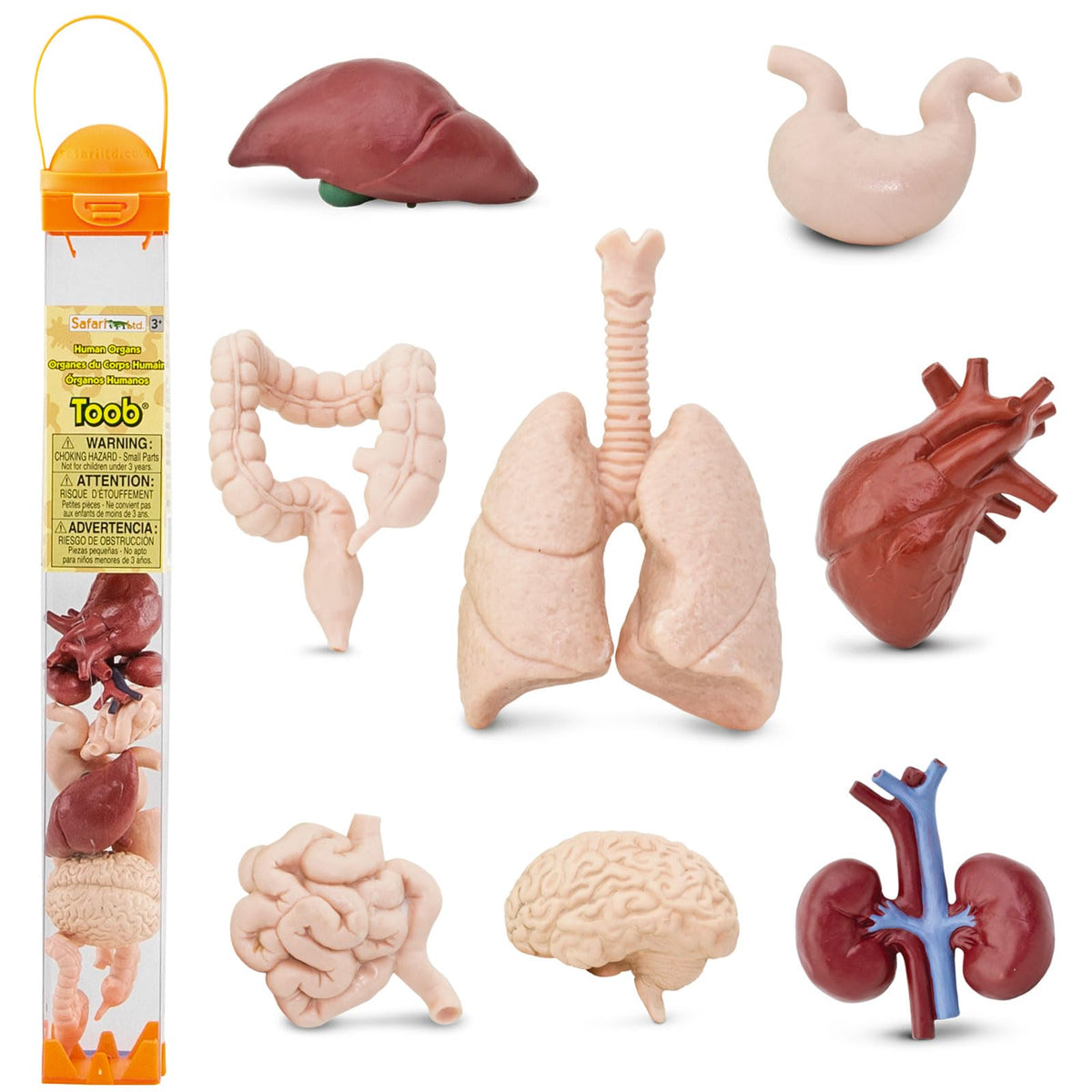 Safari Ltd. Human Organs TOOB - 8 Mini Figurines for Anatomy Play | Ages 3+