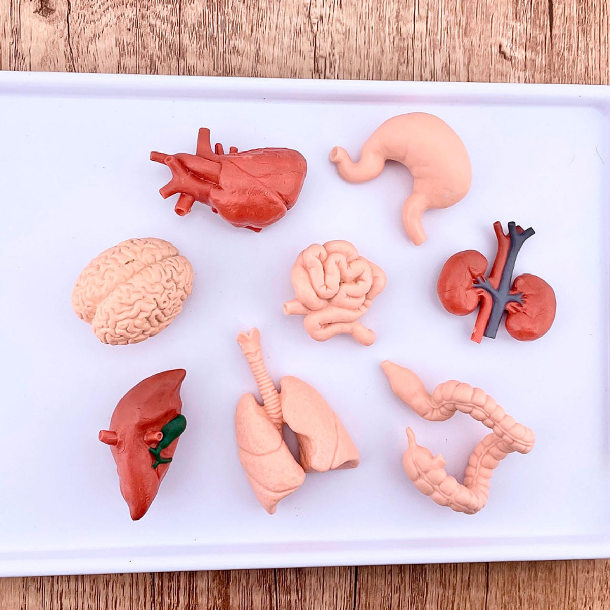 Safari Ltd. Human Organs TOOB - 8 Mini Figurines for Anatomy Play | Ages 3+