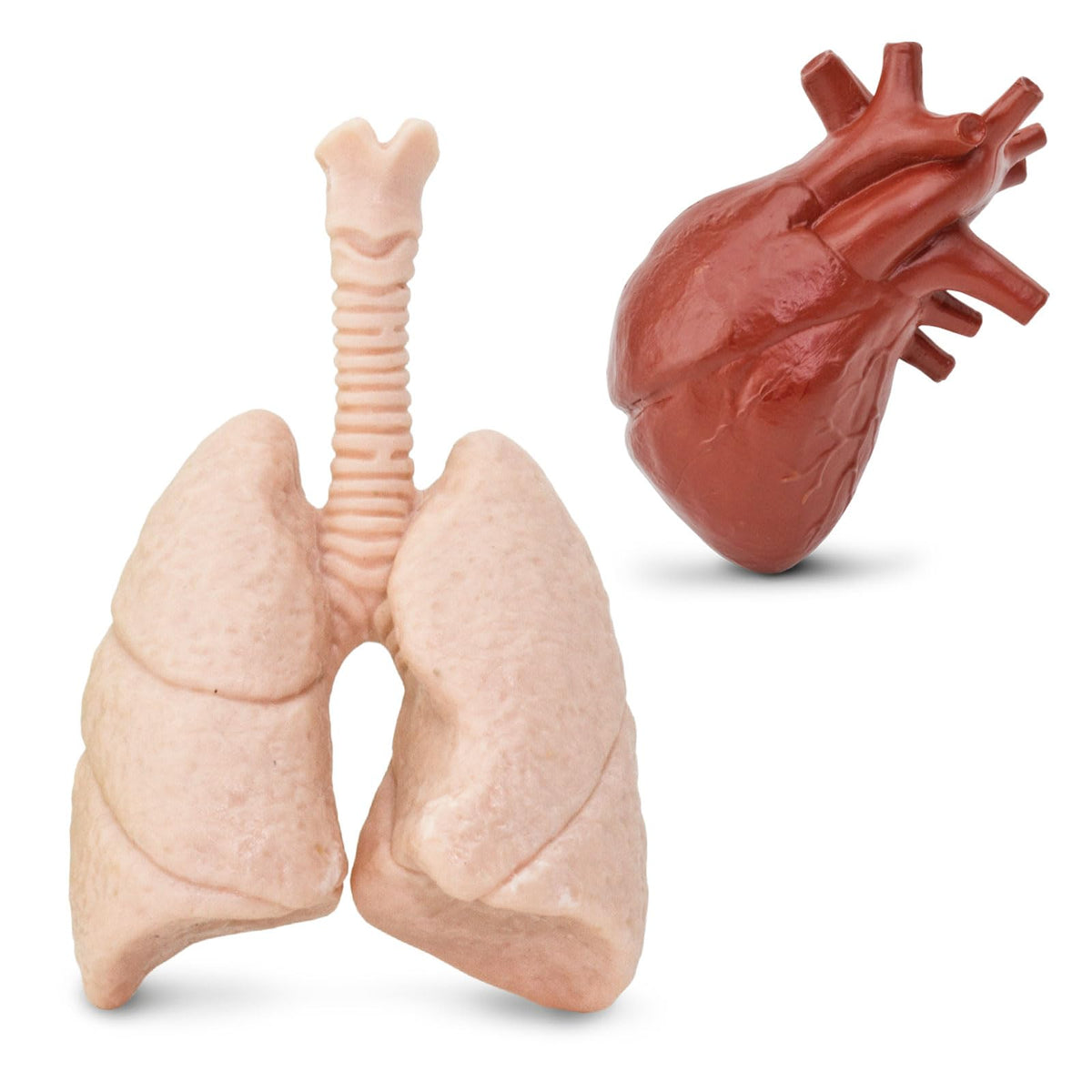 Safari Ltd. Human Organs TOOB - 8 Mini Figurines for Anatomy Play | Ages 3+