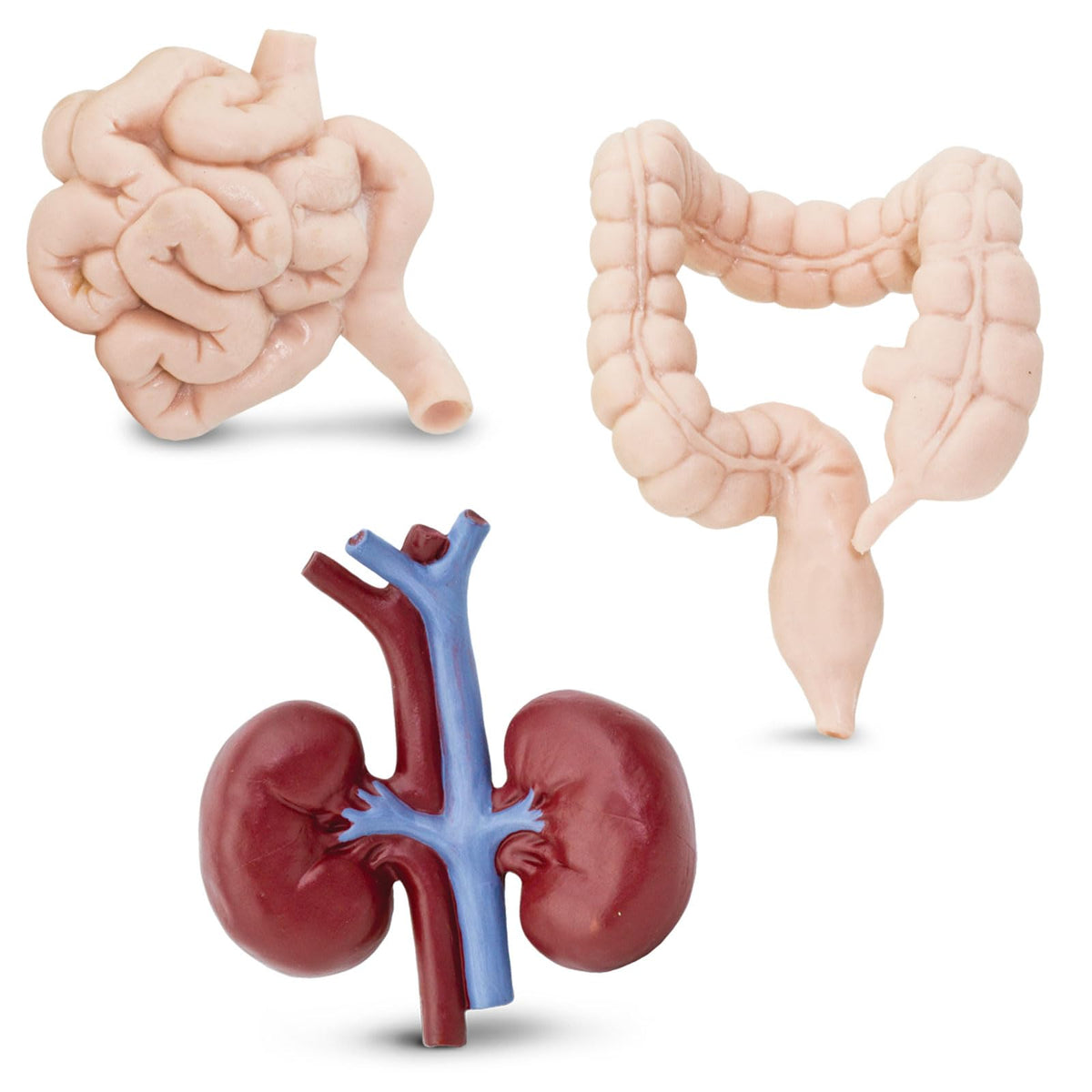 Safari Ltd. Human Organs TOOB - 8 Mini Figurines for Anatomy Play | Ages 3+