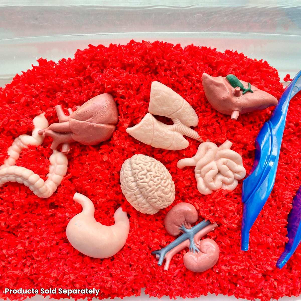 Safari Ltd. Human Organs TOOB - 8 Mini Figurines for Anatomy Play | Ages 3+
