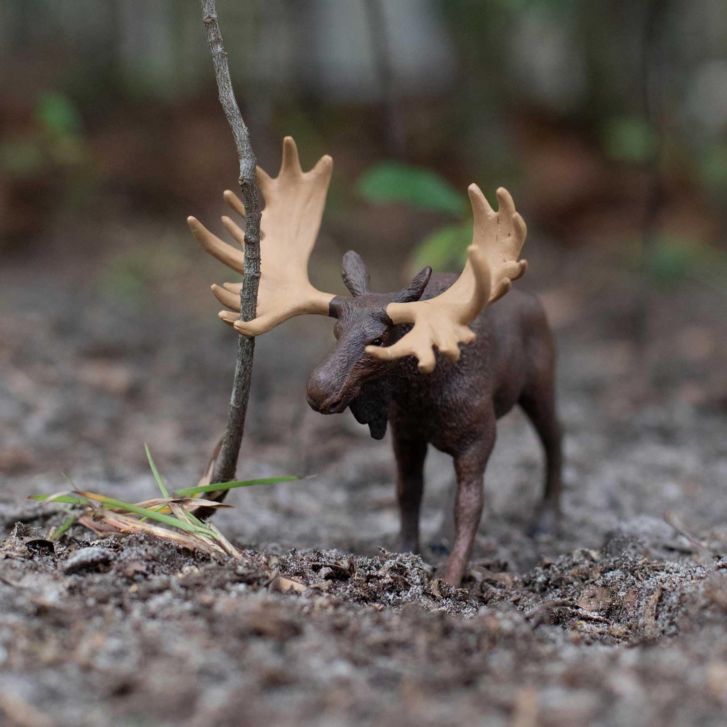 Safari Ltd. Moose Figurine - Realistic 5-inch Wildlife Figure for Kids
