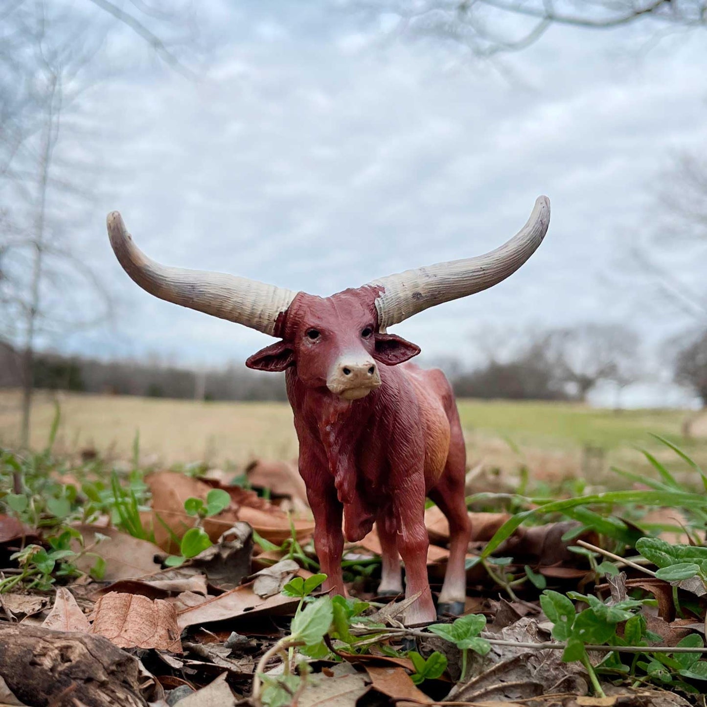 Safari Ltd. Watusi Bull Figurine – 6-inch Plastic Farm Animal Toy for Kids 3+