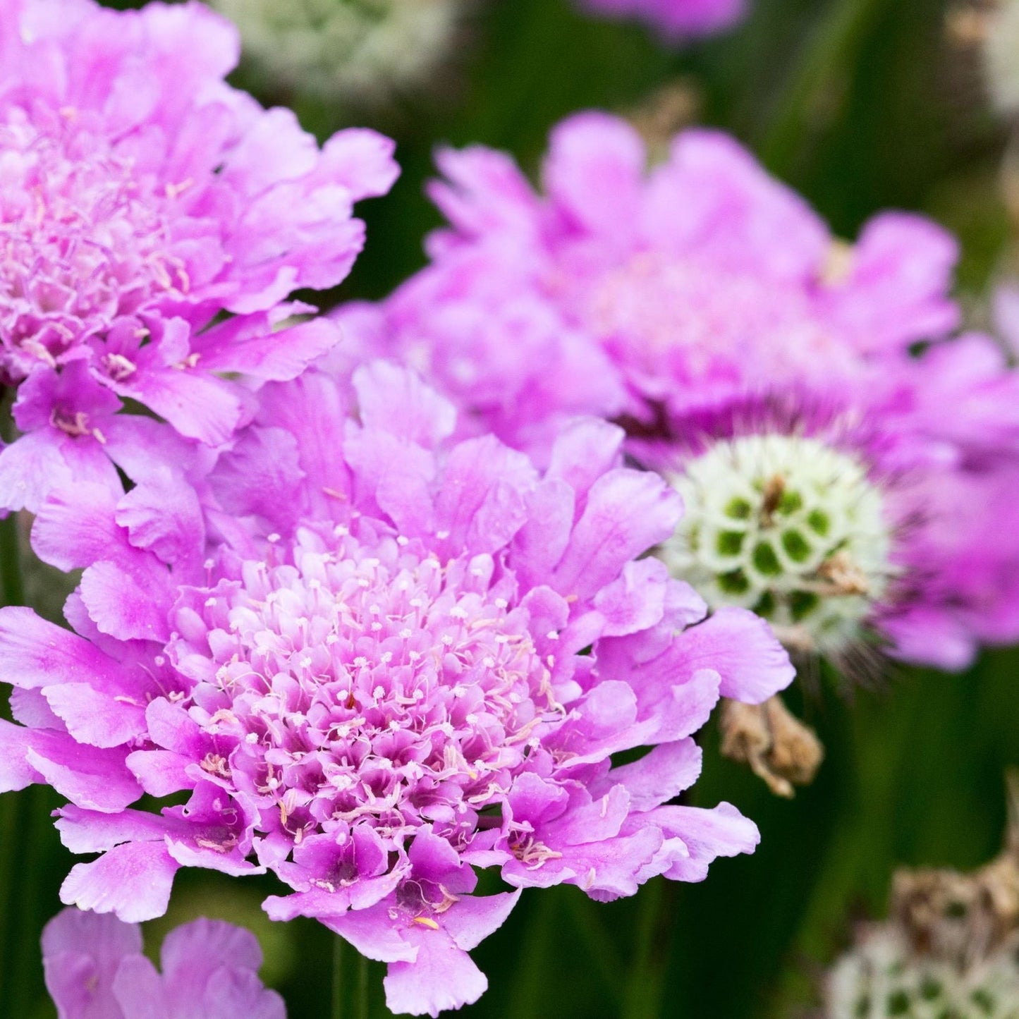 4 x Mixed Perennials Pink, White & Purple | 9cm Pots