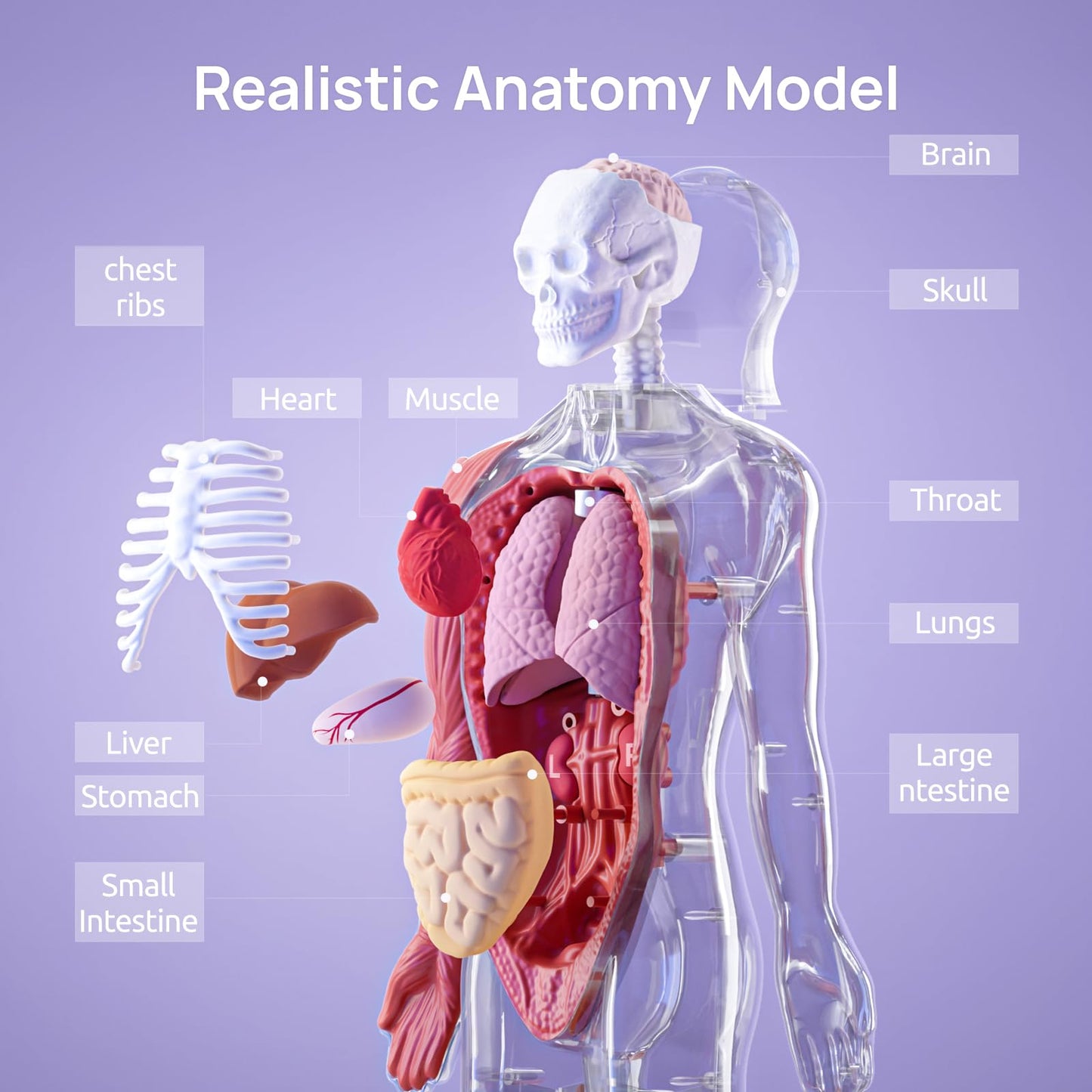 Science Can Human Body Model for Kids — 11-Inch Interactive Anatomy Kit with 15+ Removable Parts