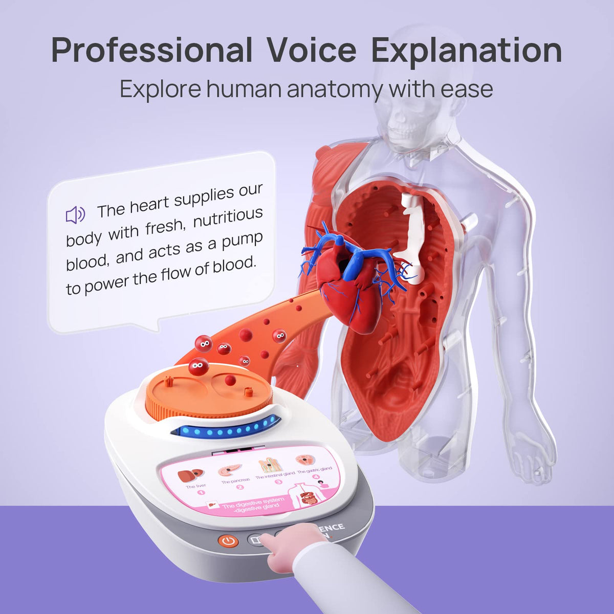 Science Can Human Body Model for Kids — 11-Inch Interactive Anatomy Kit with 15+ Removable Parts