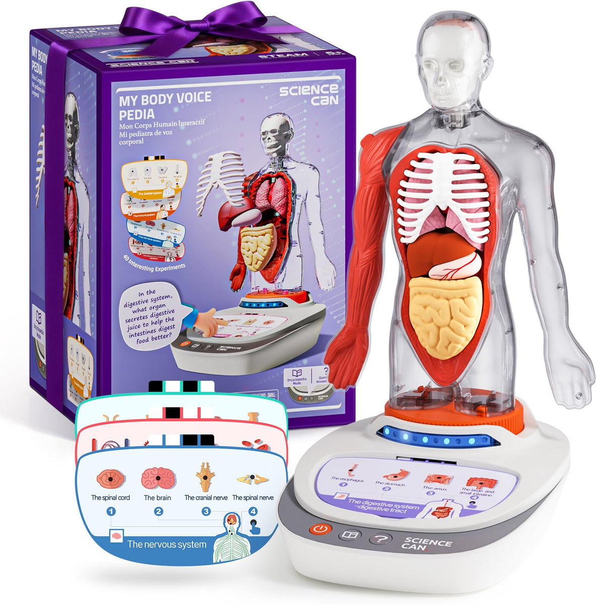 Science Can Human Body Model for Kids — 11-Inch Interactive Anatomy Kit with 15+ Removable Parts