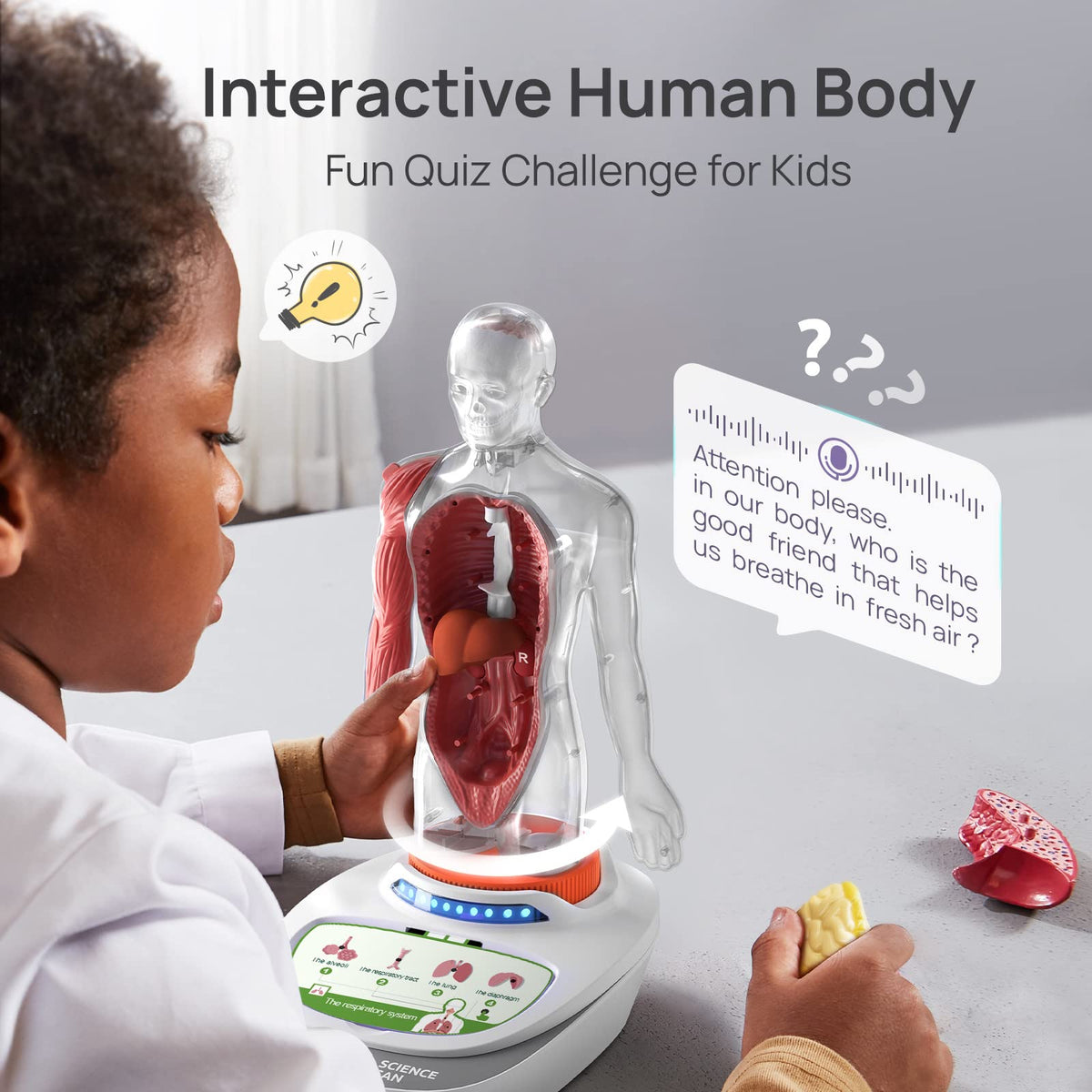 Science Can Human Body Model for Kids — 11-Inch Interactive Anatomy Kit with 15+ Removable Parts