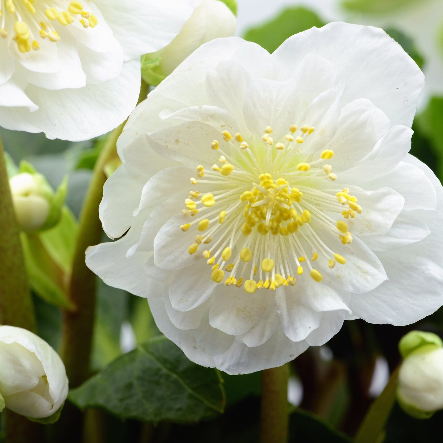 Mix of 3 Helleborus / Hellebore (3 x 9cm Pots)
