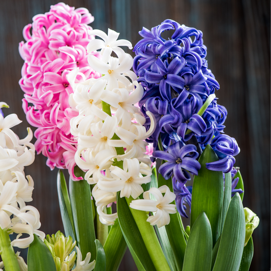 3 x 7cm Hyacinth