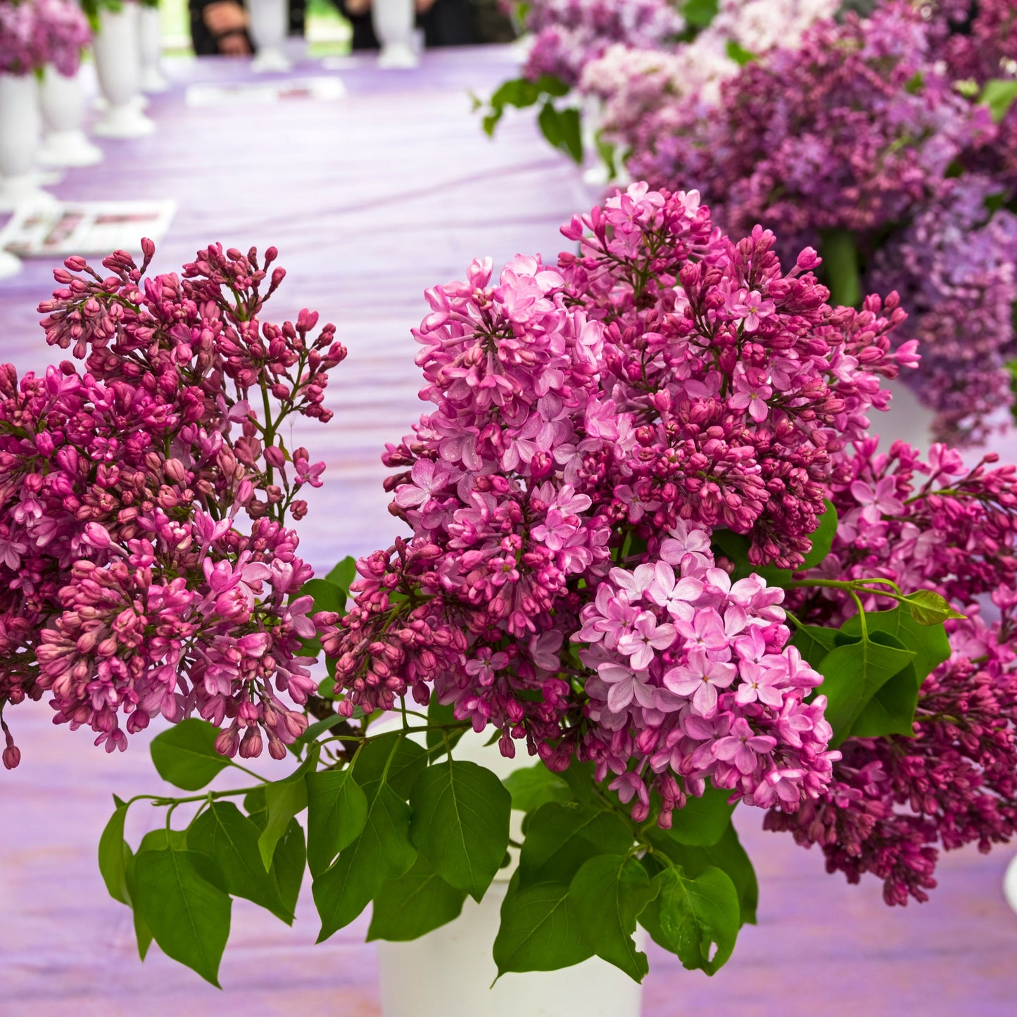 Syringa Ã— Hyacinthiflora  'Esther Staley' (Lilac)