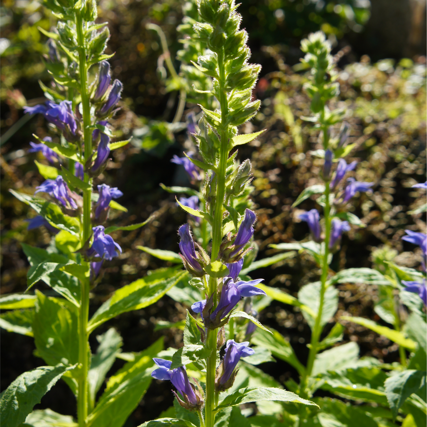 Lobelia Ã— speciosa 'Fan Blue' 1.5L