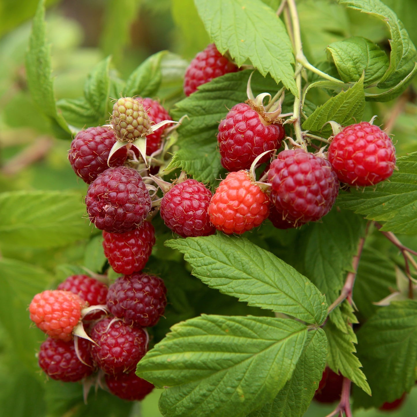 Raspberry 'Heritage' 1L