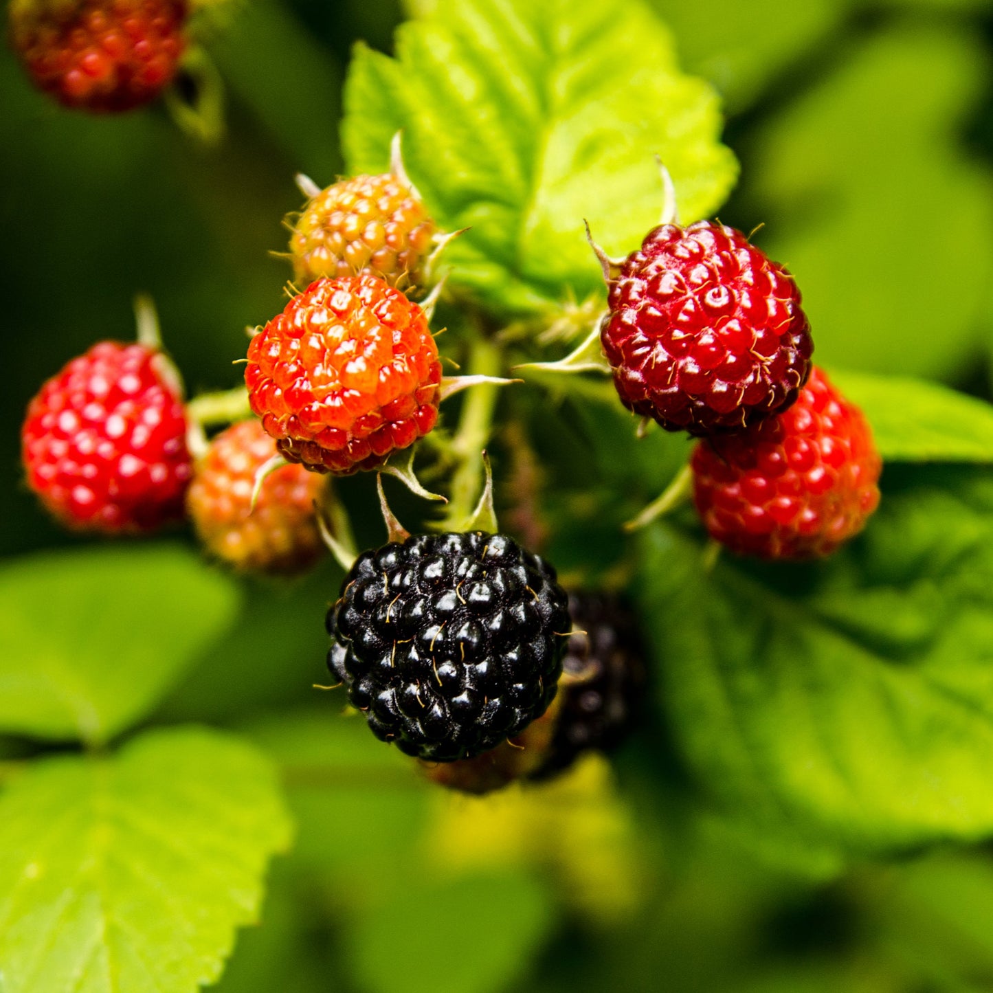 Raspberry 'Black Jewel' 1L