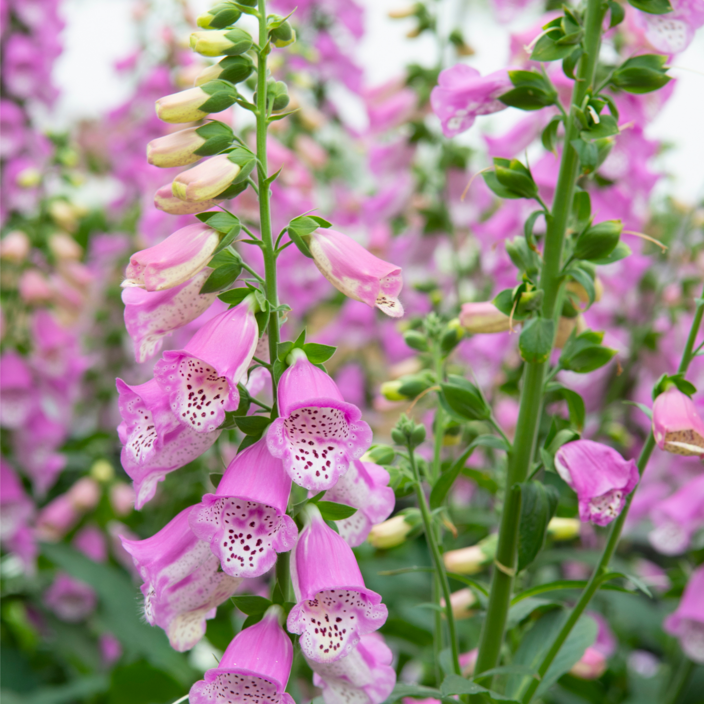 Digitalis 'Pink Panther' Foxglove