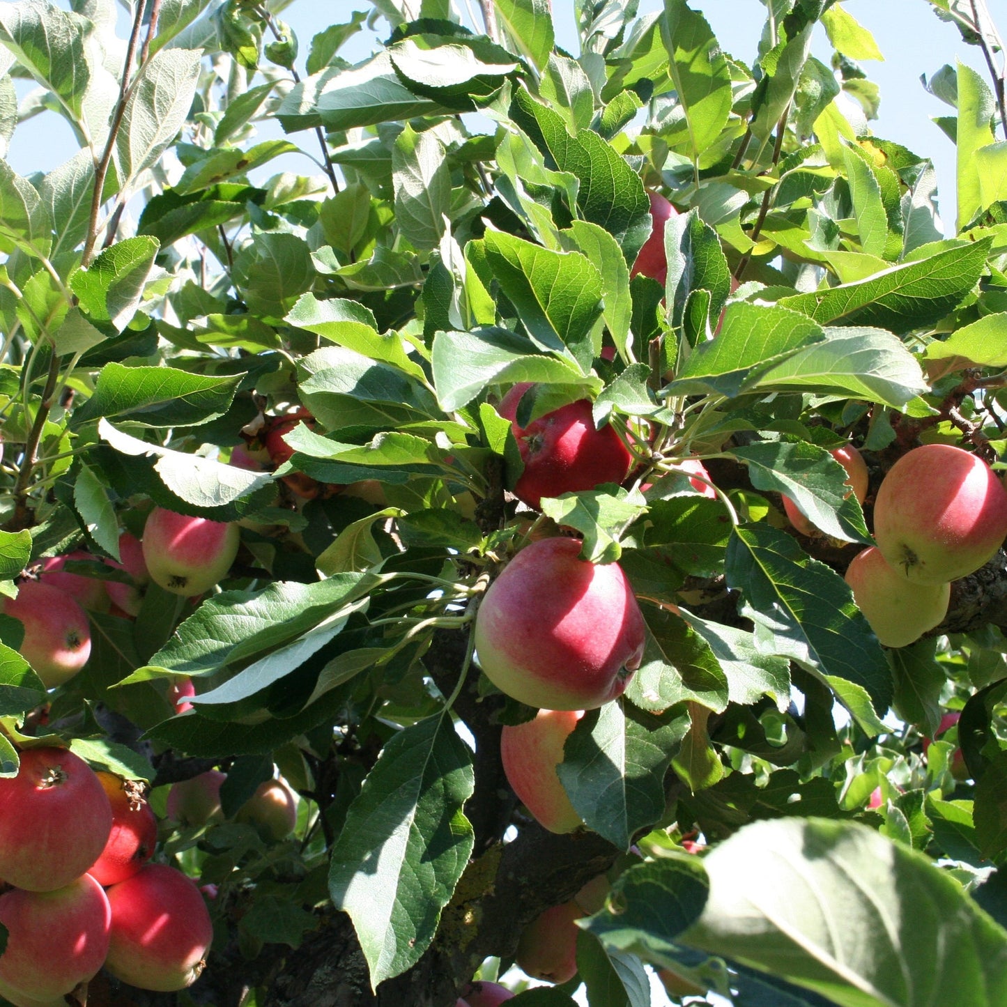 Dwarf/Patio Apple Tree 'James Grieve'