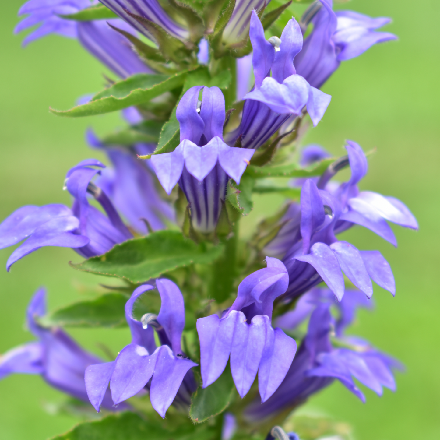 Lobelia Ã— speciosa 'Fan Blue' 1.5L