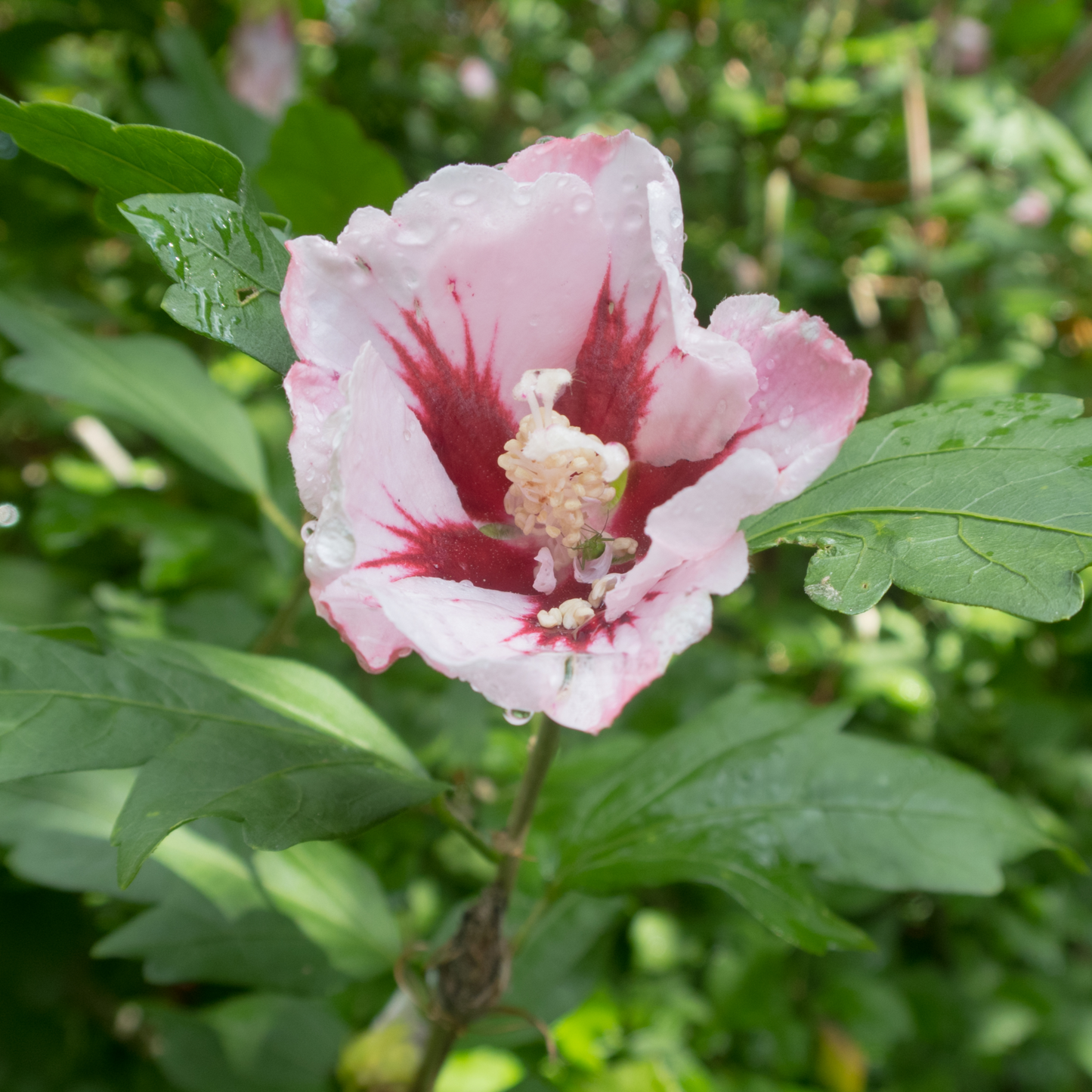 Hibiscus Syriacus 'Hamabo' 1.5L