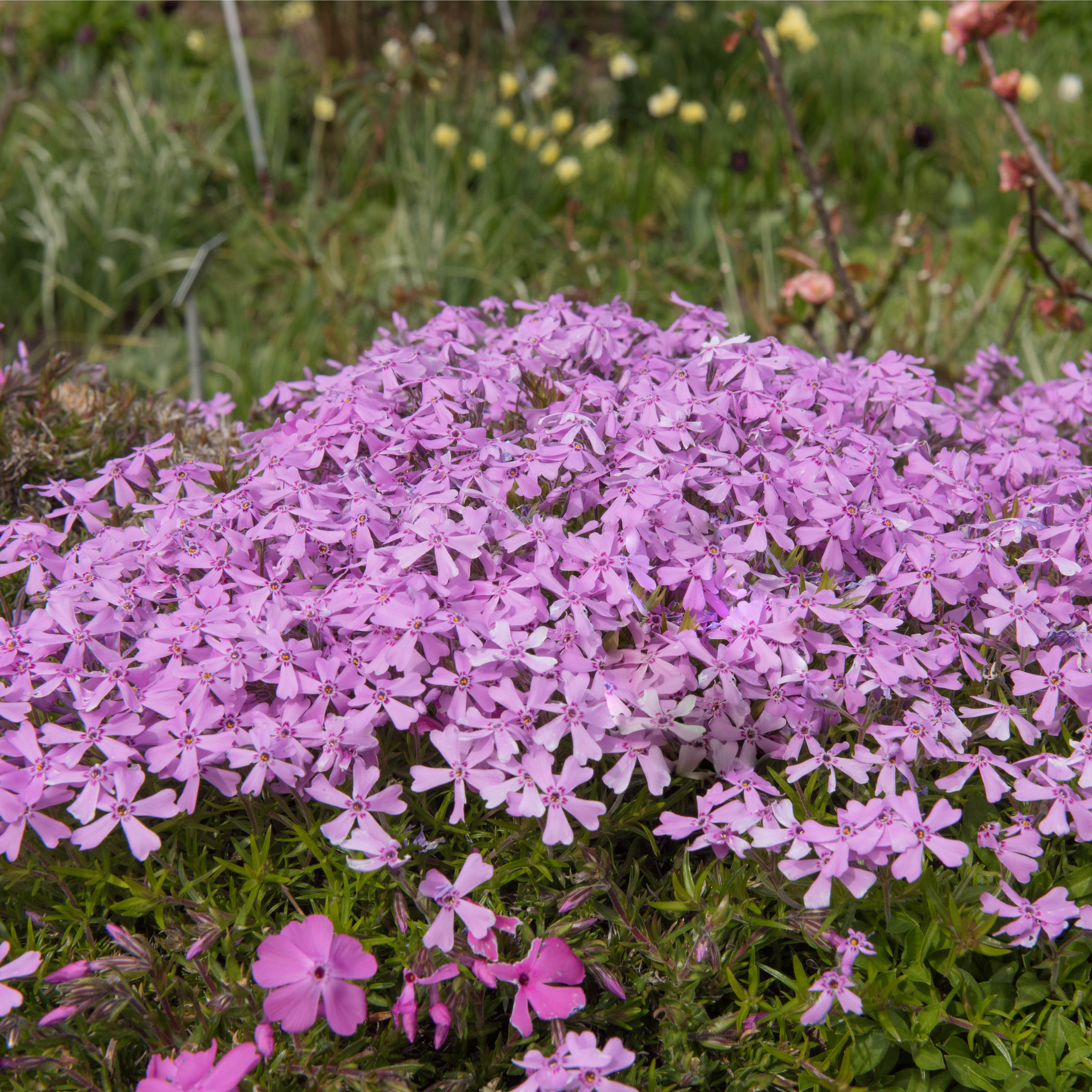 Silene schafta Splendens 1L