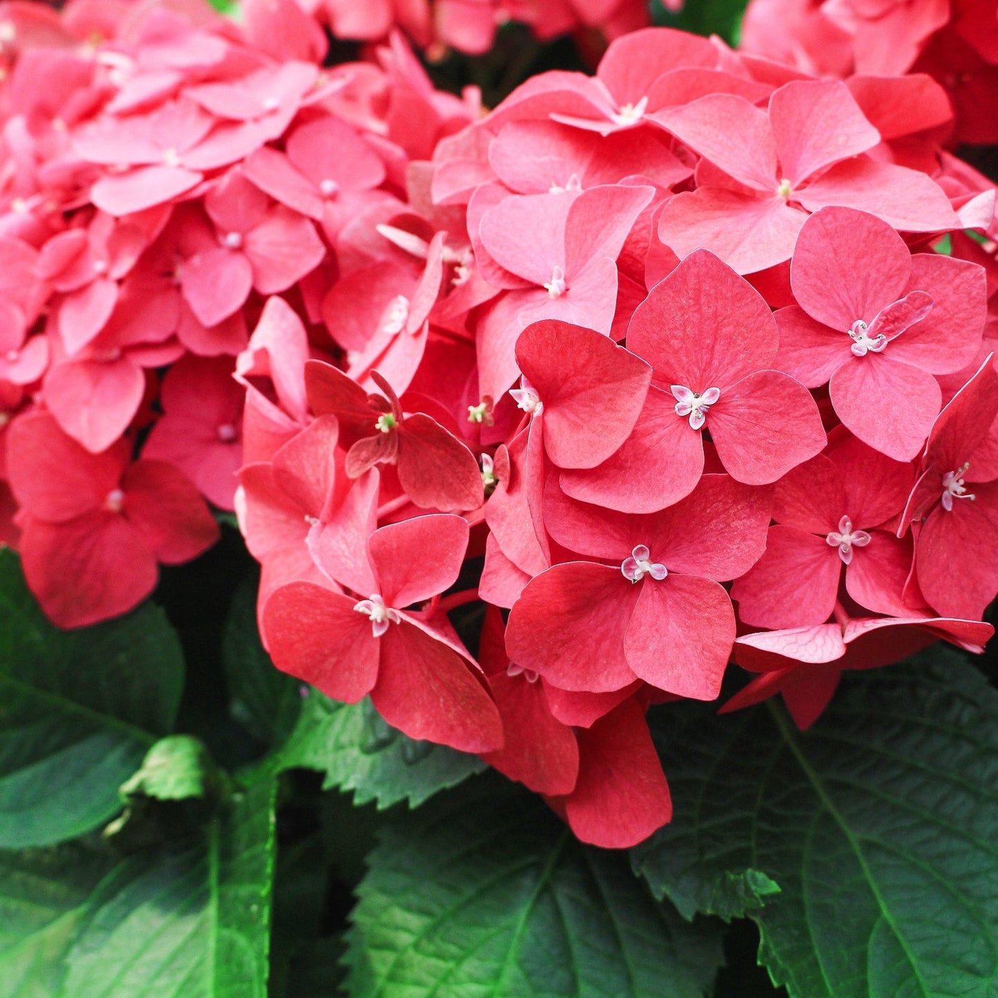 Hydrangea macrophylla  'Red Ball'