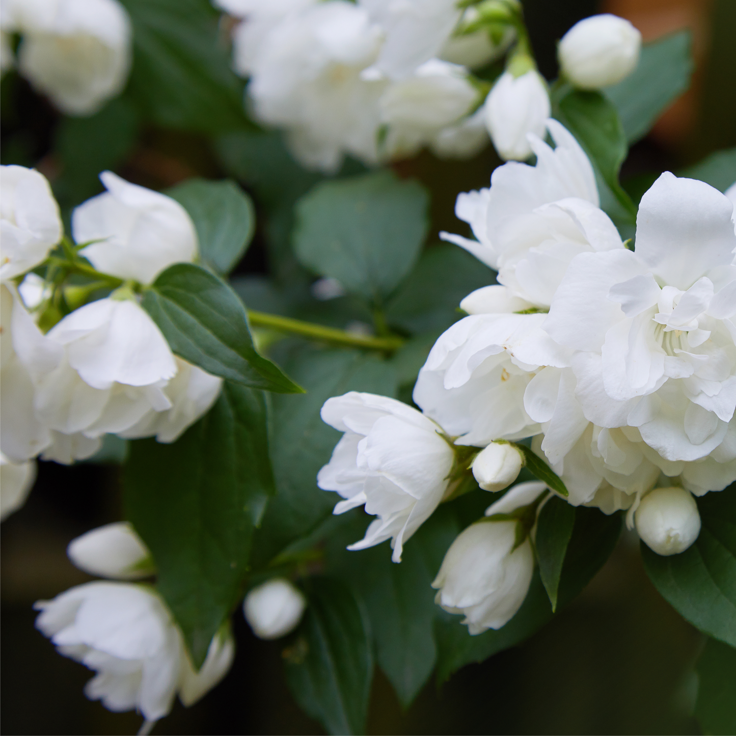 Philadelphus 'Virginal' | Mock Orange | 2L / 5L
