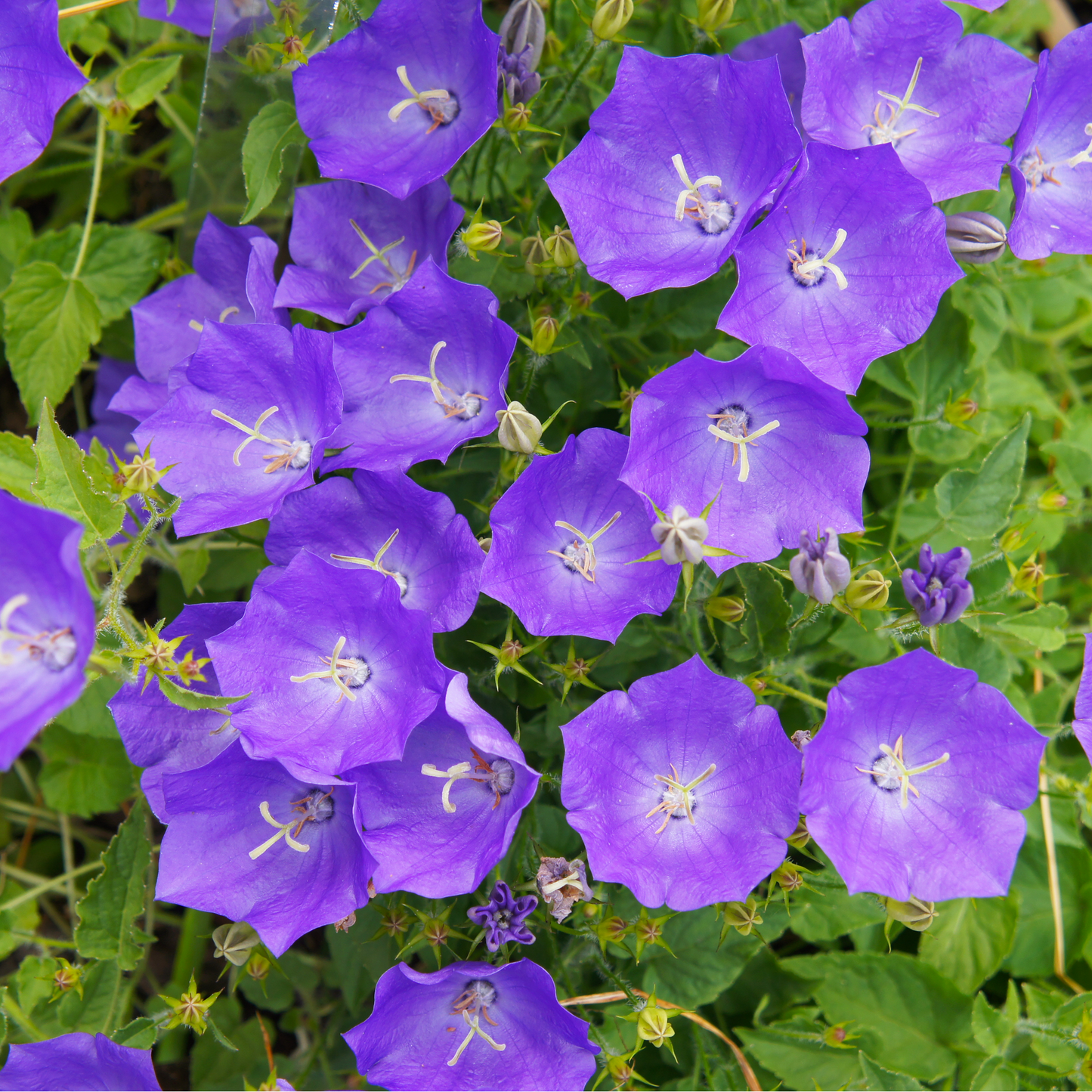 Campanula (Bell Flowerr) Pristar €˜Deep Blue€™ 1.5L