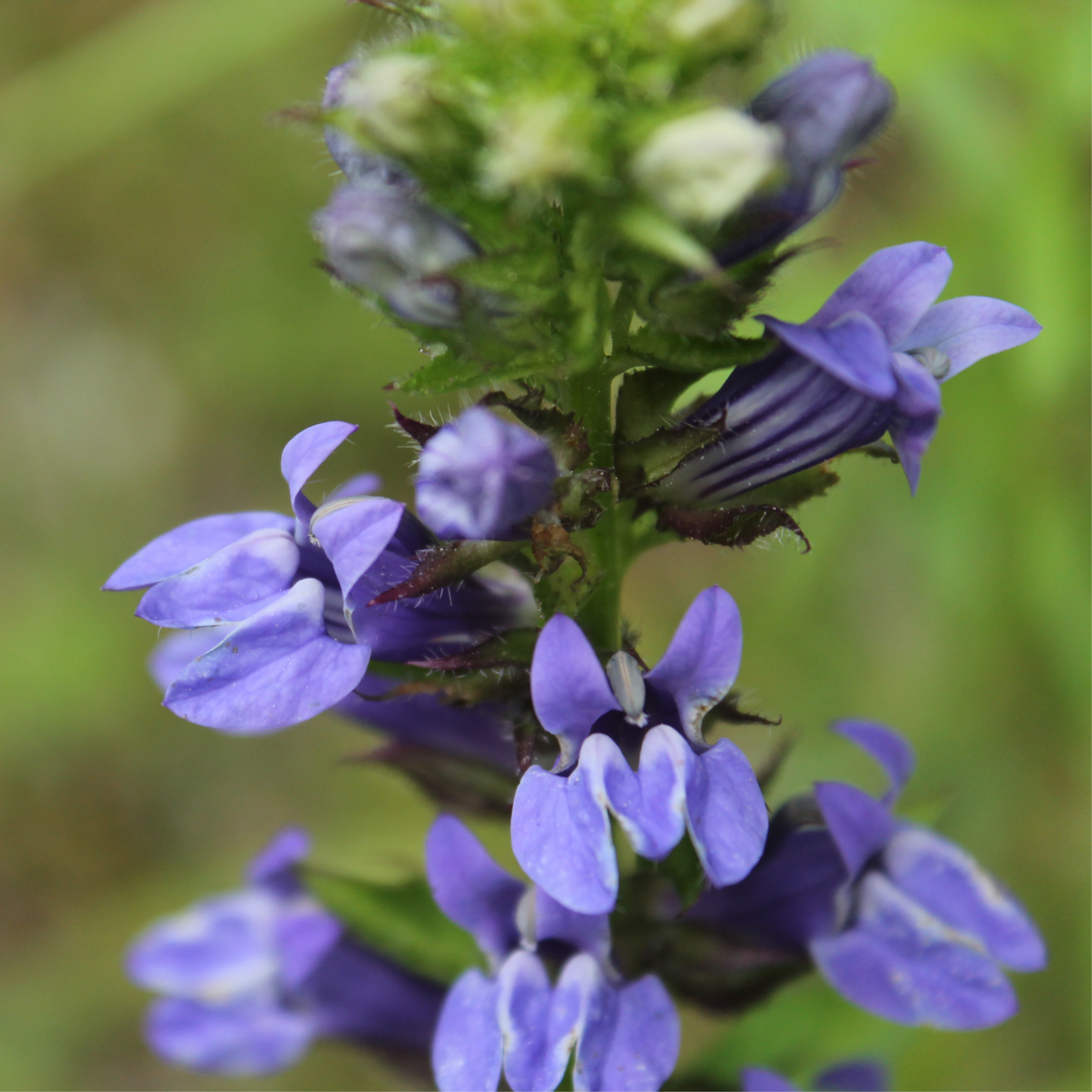 Lobelia Ã— speciosa 'Fan Blue' 1.5L