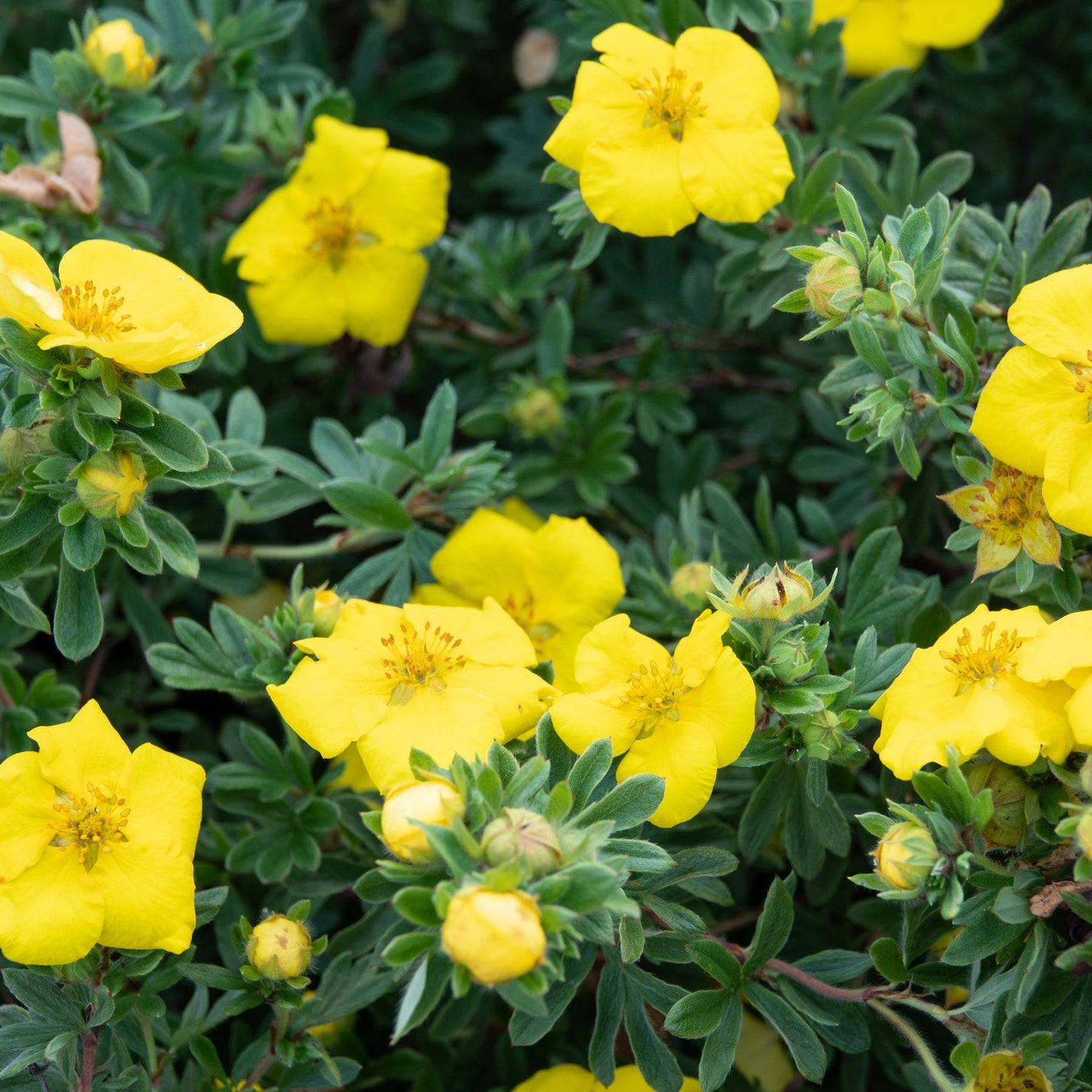 Potentilla  'Klondike€™ 1L