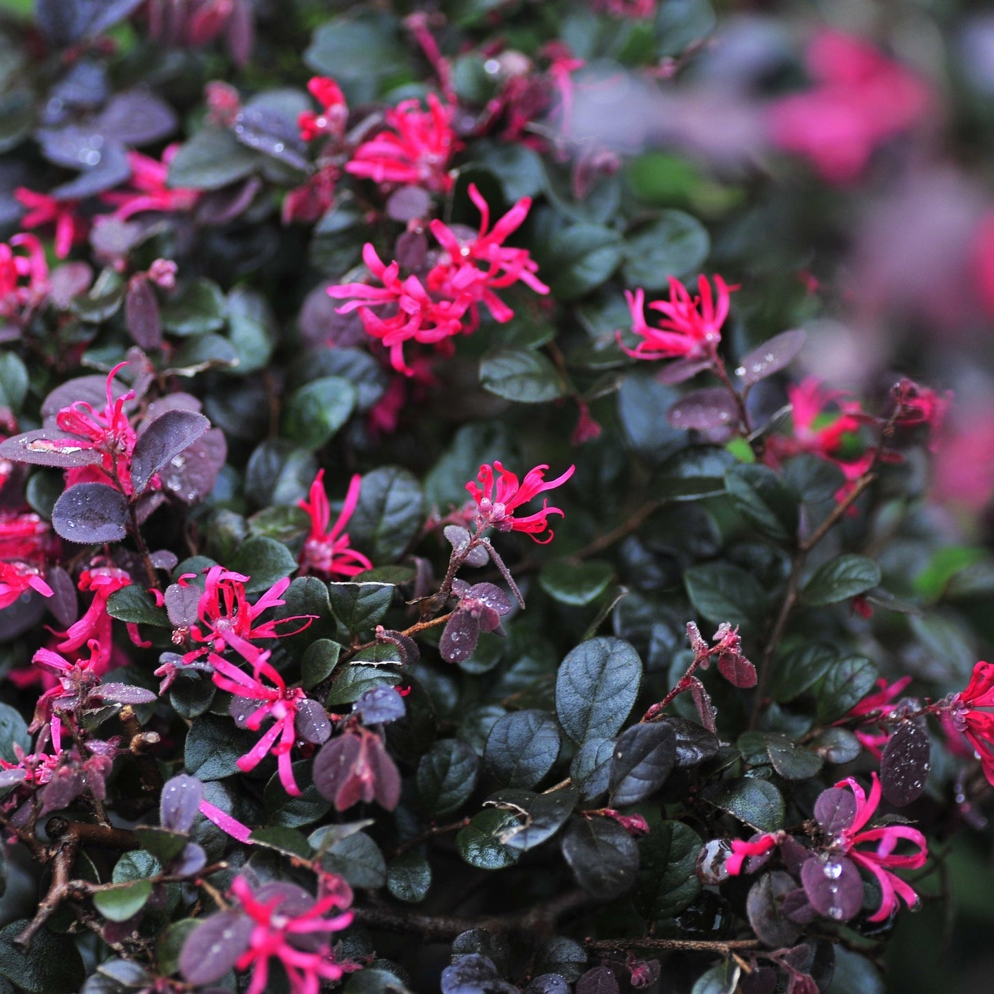 Loropetalum Chinense Fire Dance 9cm