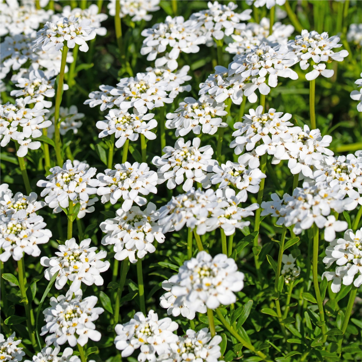 Iberis sempervirens 'Fischbeck' 9cm