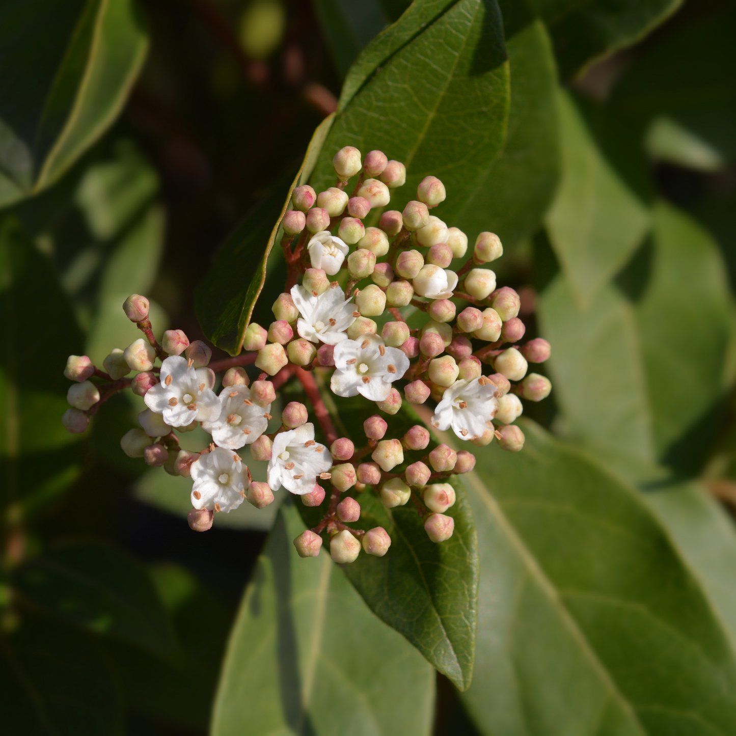 Viburnum tinus 'Eve Price' 9cm-7.5L