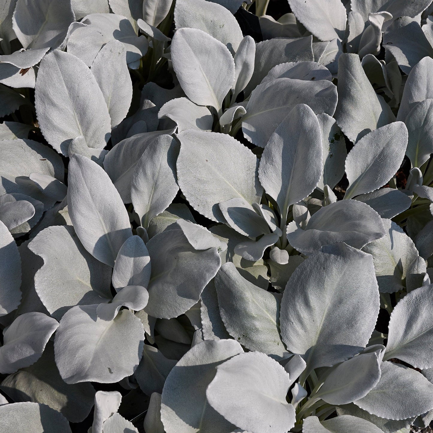 Senecio 'Angel Wings' Evergreen 9cm/2L/5L