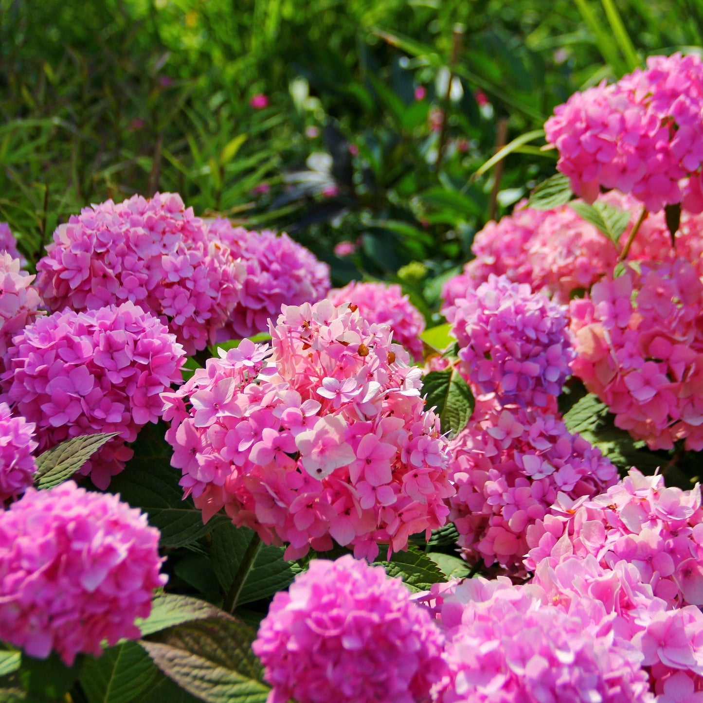 Hydrangea macrophylla 'Pink Ball'