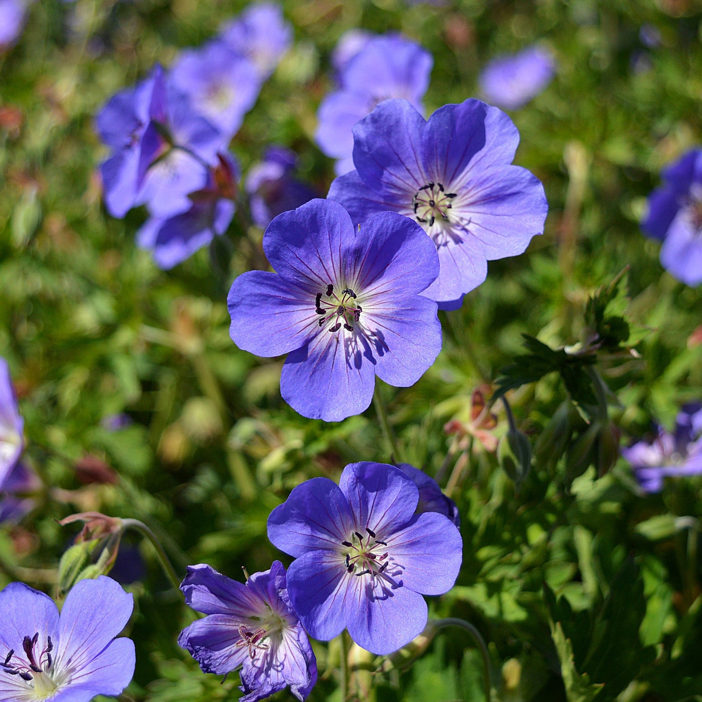 Geranium 'Rozanne' 9cm / 2L
