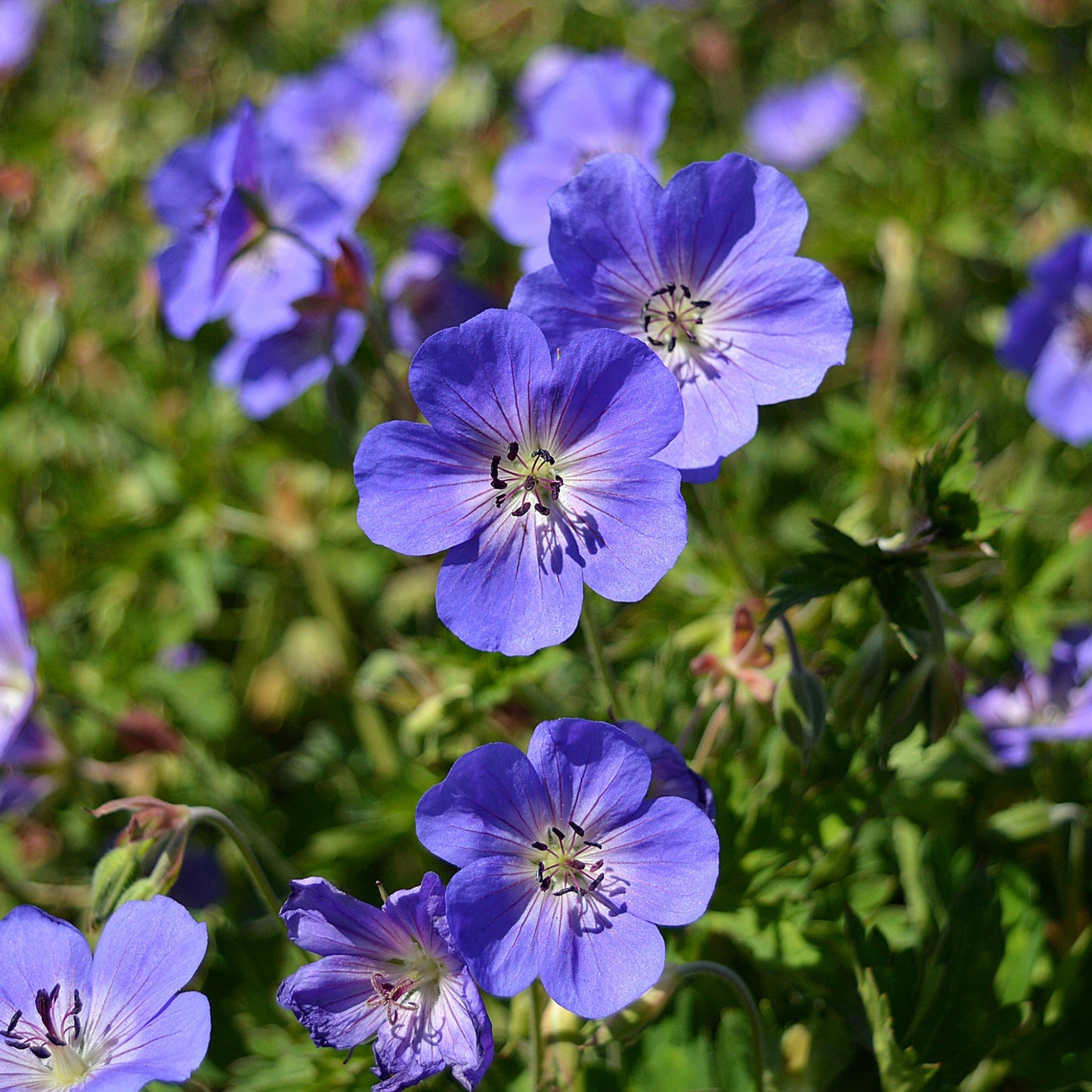 Geranium 'Rozanne' 9cm / 2L
