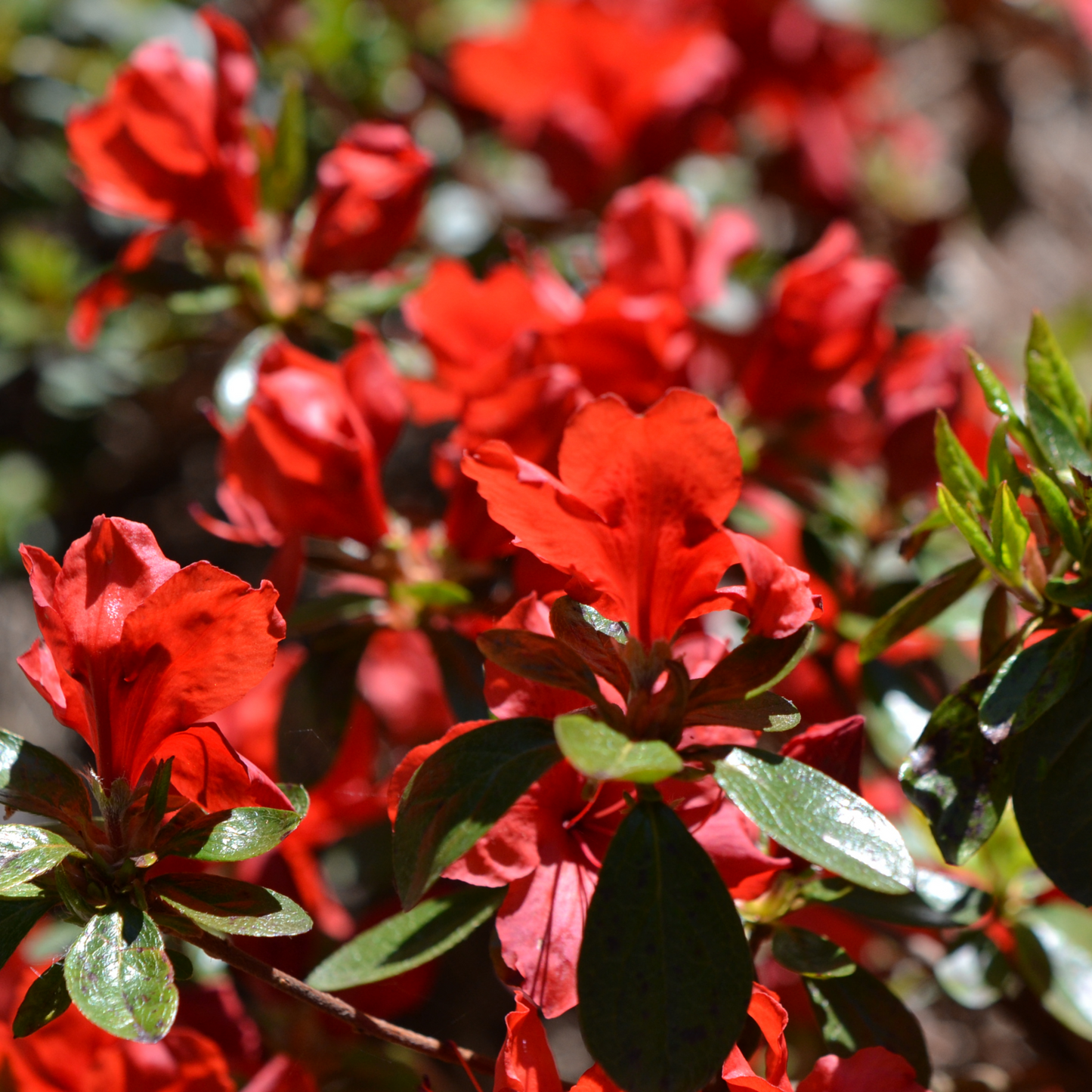 Azalea Florida 1.5L / 5L