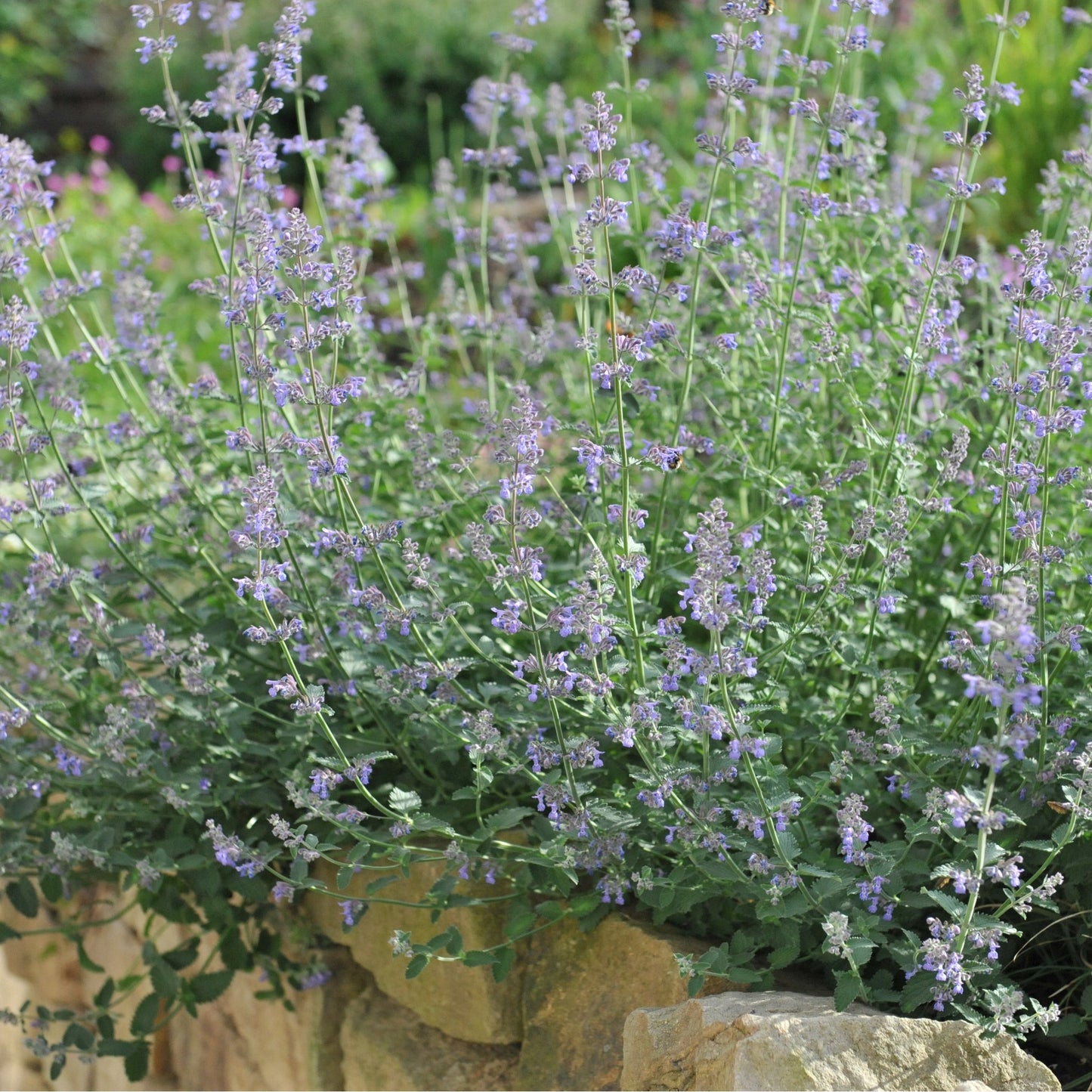 Nepeta Six Hills Giant 9cm