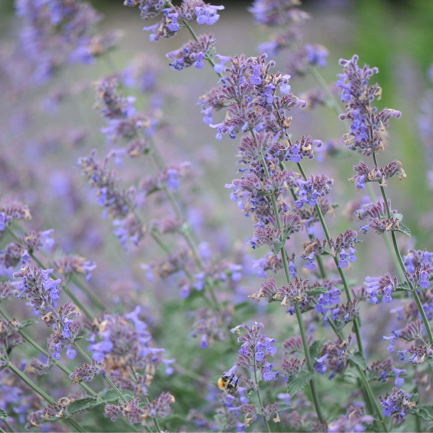 Nepeta Six Hills Giant 9cm/11cm/2L