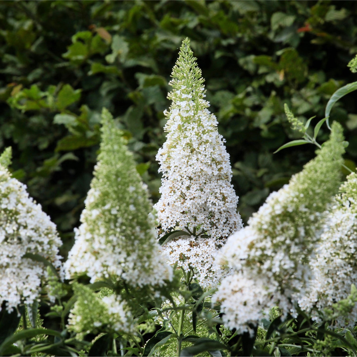 Buddleja davidii 'Manho White€™ 1L / 2L