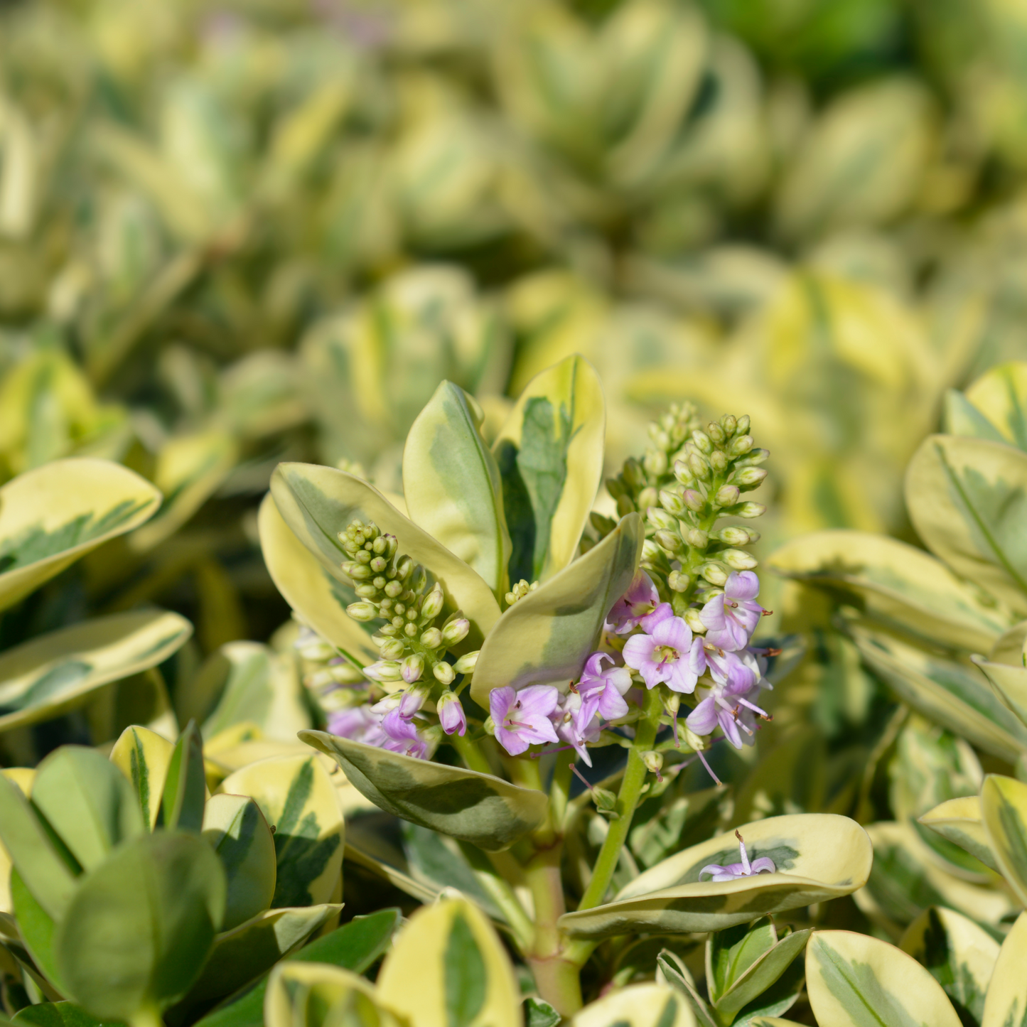 Variegated Hebe andersonii Katrina 1L/5L