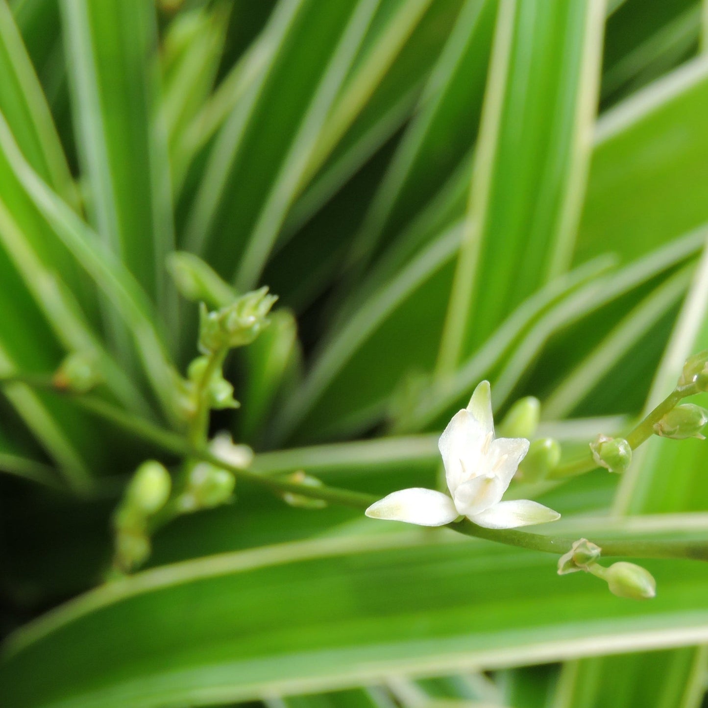 Chlorophytum variagata (Spider Plant) 25-30cm