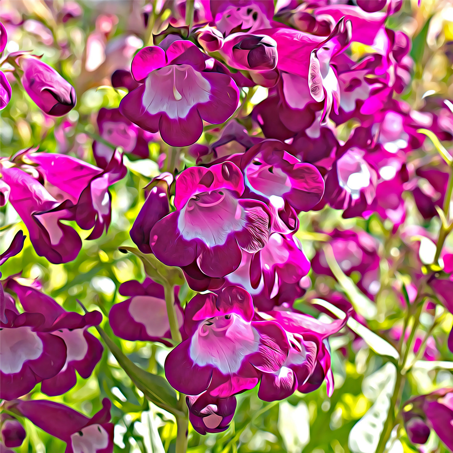 Penstemon €˜Phoenix Magenta€™ 1.5L
