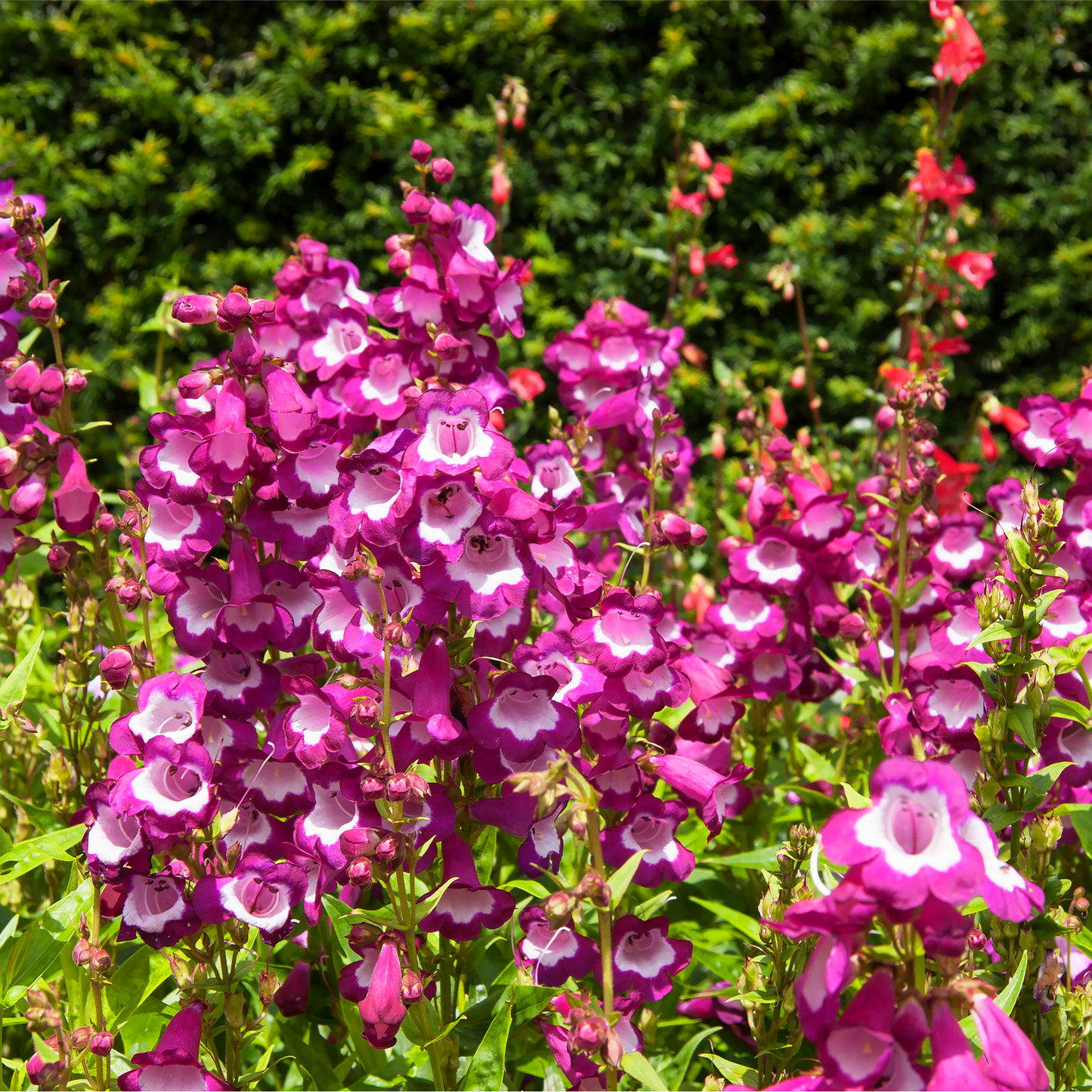 Penstemon €˜Phoenix Magenta€™ 1.5L