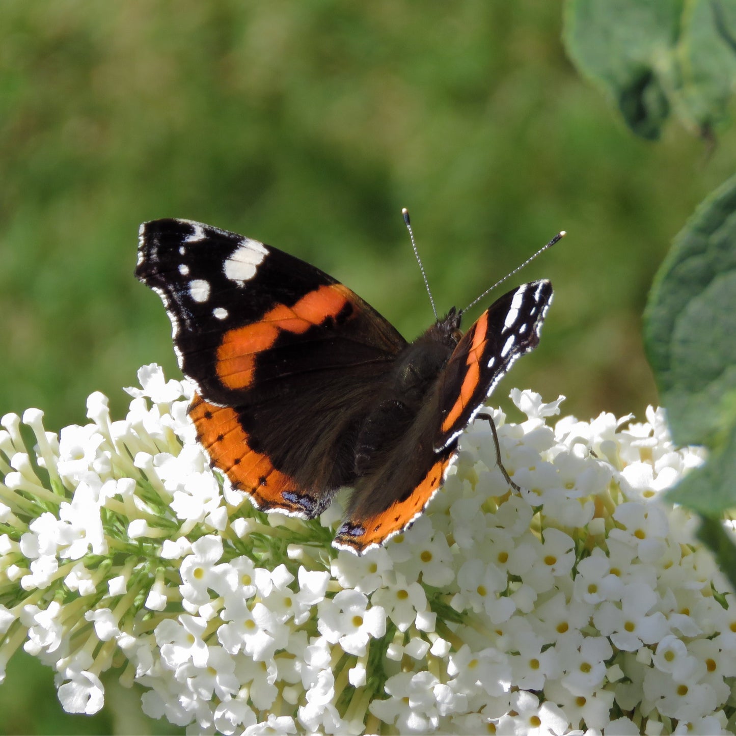 Buddleja davidii 'Manho White€™ 1L / 2L