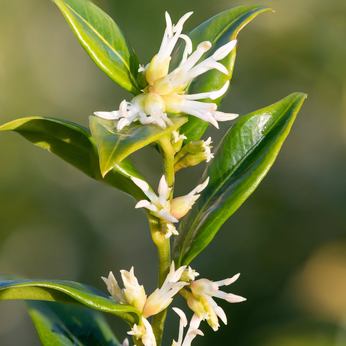Sarcococca confusa 1L/2L