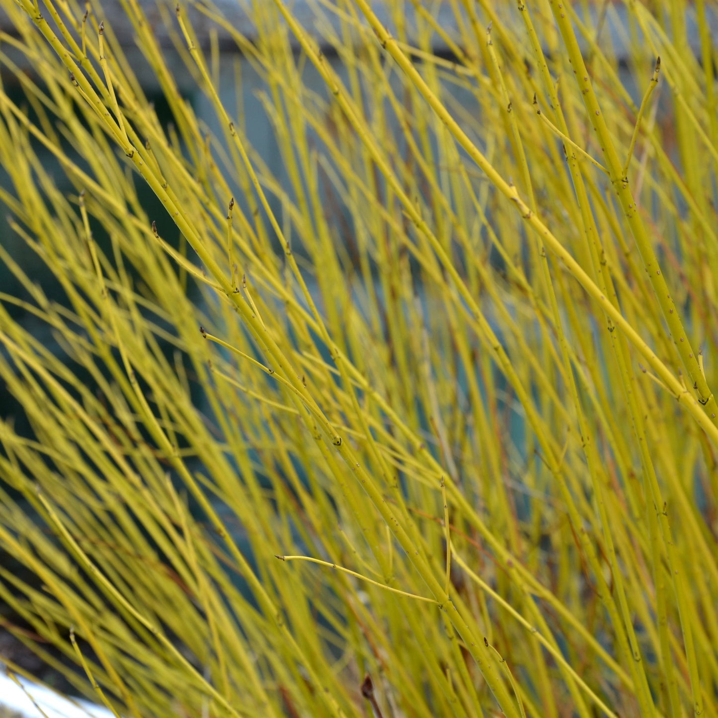 Cornus stolonifera flaviramea - Yellow Dogwood 1L / 2L